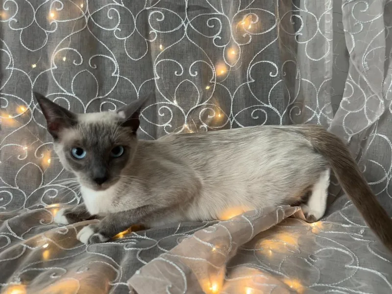 A young medium-sized female Siamese cat named Gaea for adoption in Vacaville, CA