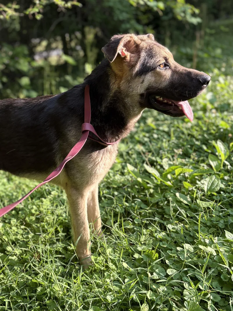 A young medium-sized female German Shepherd Dog dog named Spirit for adoption in Fosters, AL