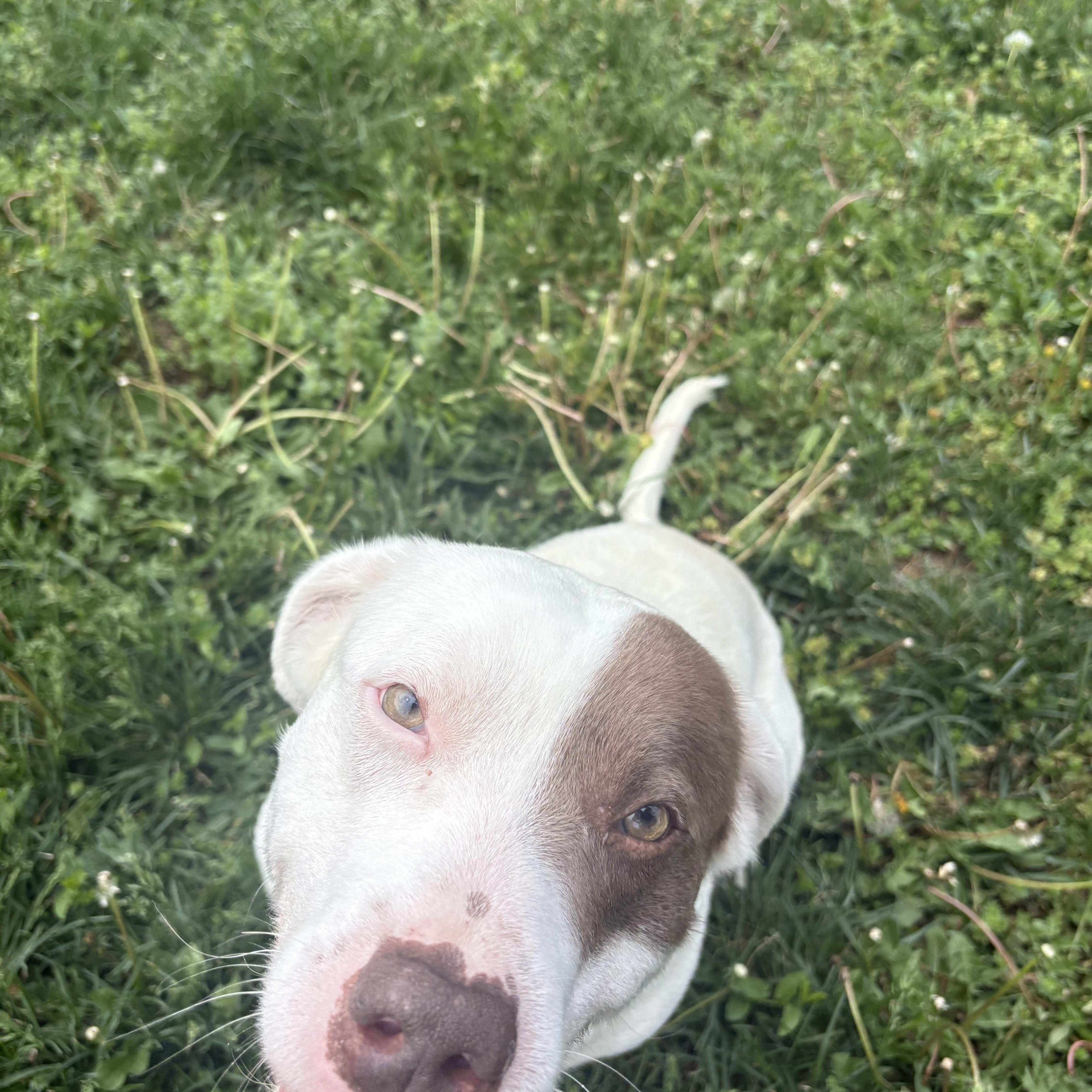 An adult medium-sized male White / Cream Mixed Breed dog named Sniffy for adoption in Blue Springs, MO