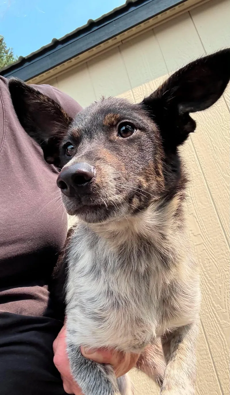 A baby small-sized female Jack Russell Terrier dog named Ice Tea for adoption in Havertown, PA