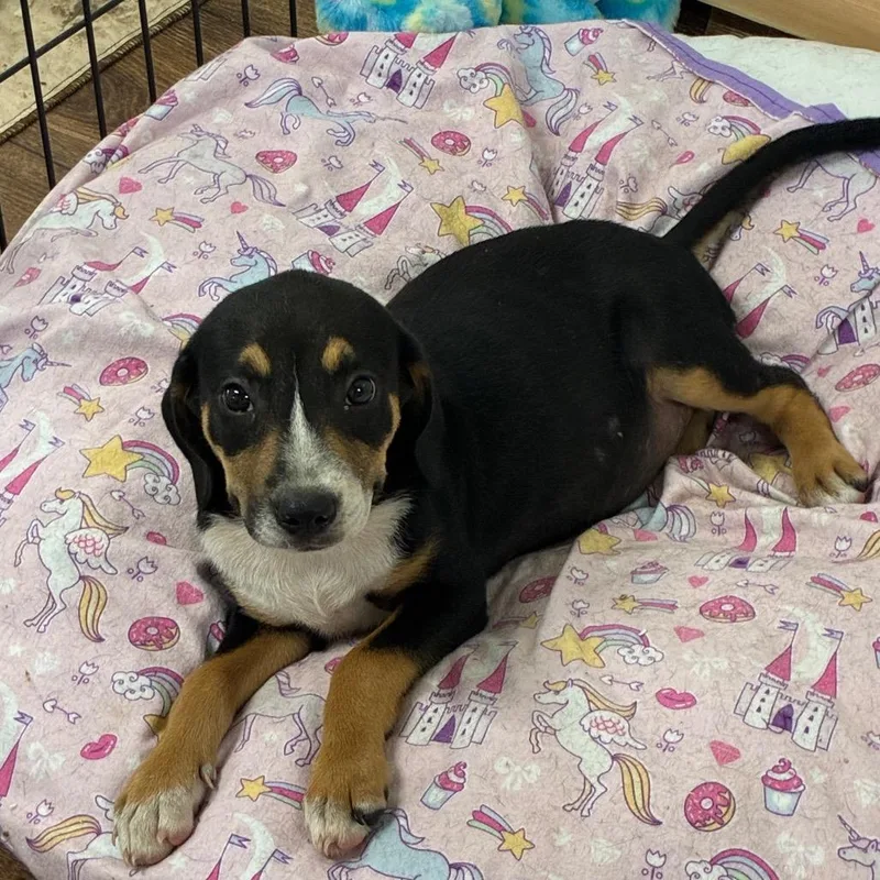 A baby medium-sized male Black Mixed Breed dog named Floppy for adoption in Morriston, FL