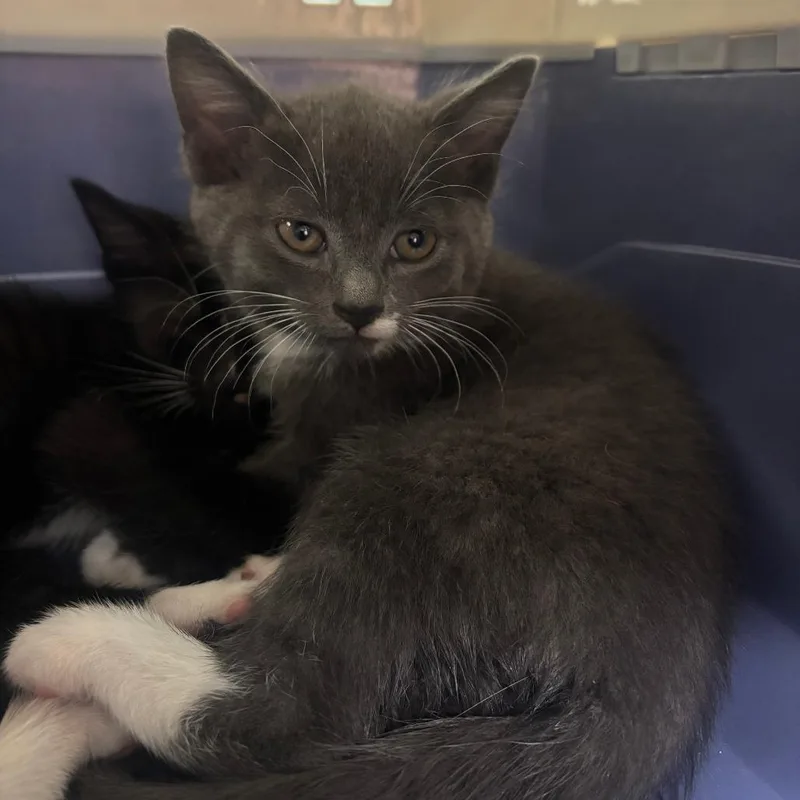 A baby medium-sized female Gray & White Domestic Short Hair cat named Abrielle for adoption in Hudson, NY