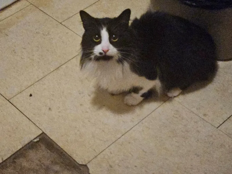 A young small-sized female Domestic Medium Hair cat named Inola for adoption in Vineland, NJ