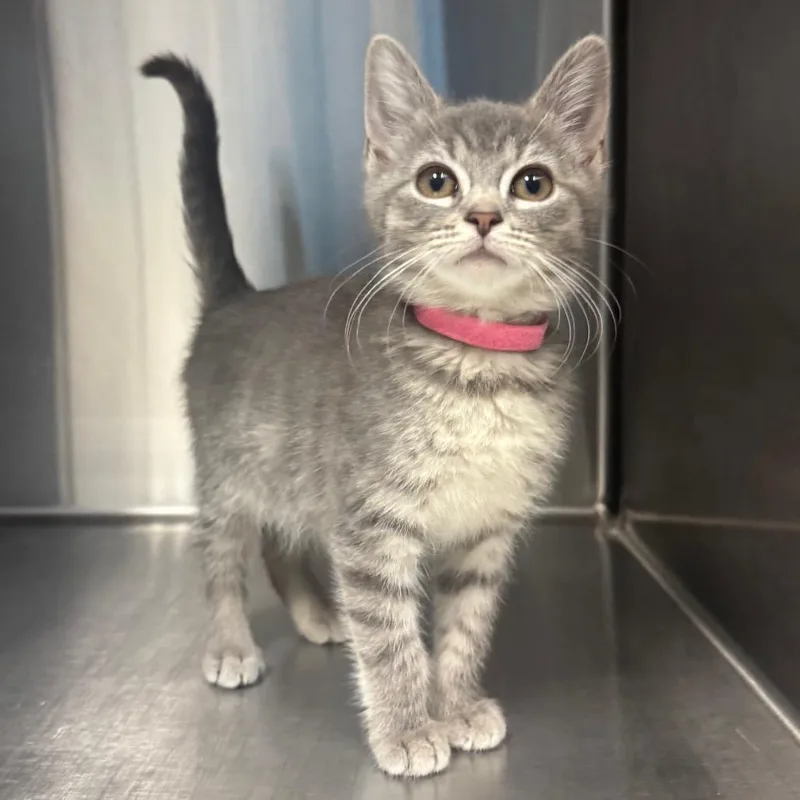 A young medium-sized female Domestic Short Hair cat named Bisque for adoption in Easton, PA