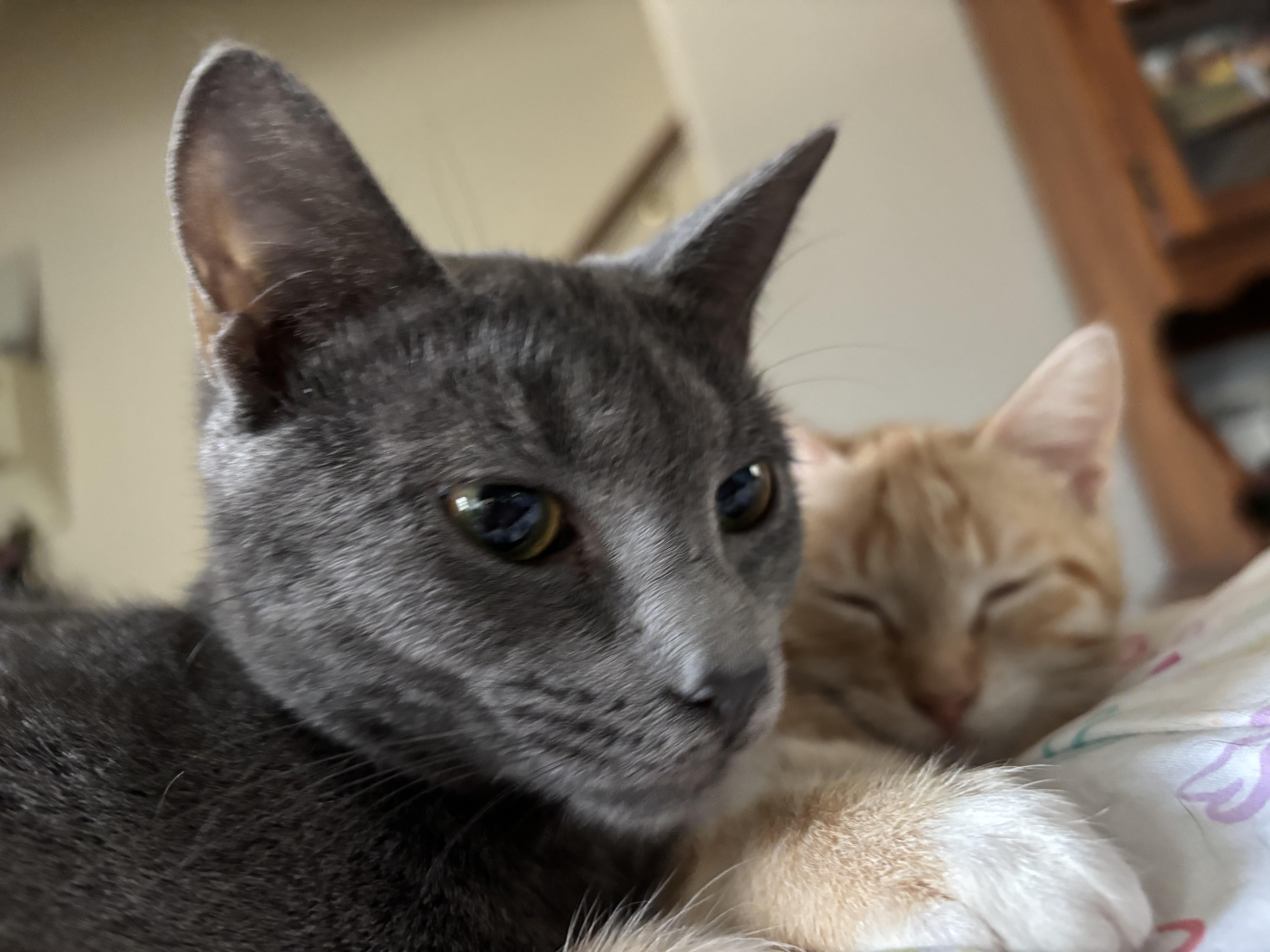 An adult medium-sized female Domestic Short Hair cat named Peony for adoption in Easley, SC