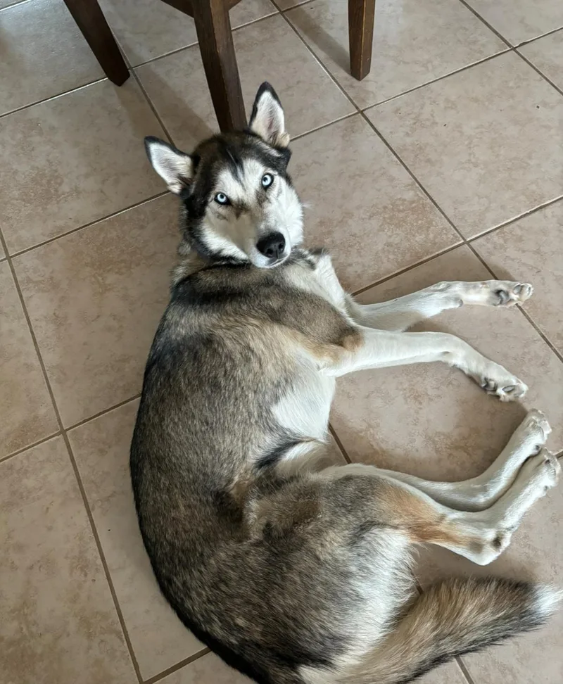 An adult medium-sized female Husky dog named Bailey for adoption in Helendale, CA
