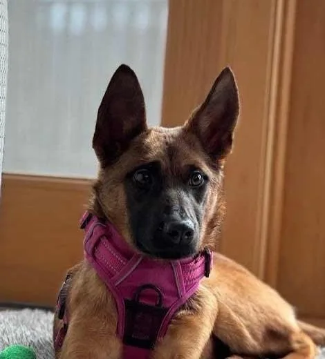 A young medium-sized female Belgian Shepherd / Malinois dog named Demi for adoption in Bridgeton, NJ
