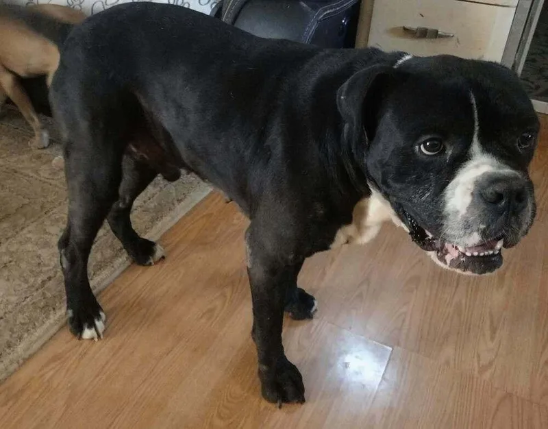 An adult medium-sized male Boxer dog named Nash for adoption in Youngsville, NC