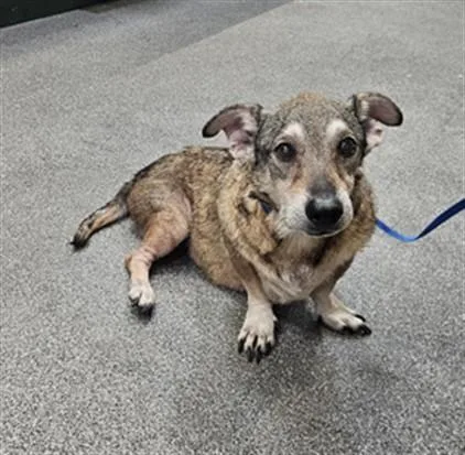 An adult medium-sized male Mixed Breed dog named Oscar for adoption in Los Angeles, CA