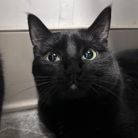 Fiona