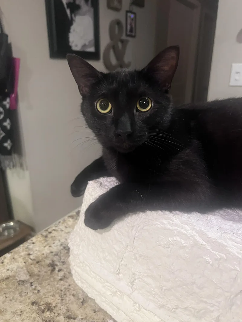 A young large-sized male Domestic Short Hair cat named Merlin for adoption in Lincoln, NE