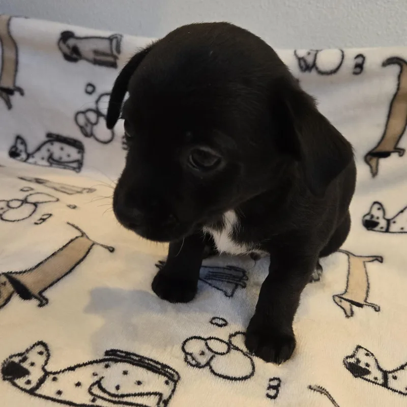 Beau thumbnail 3