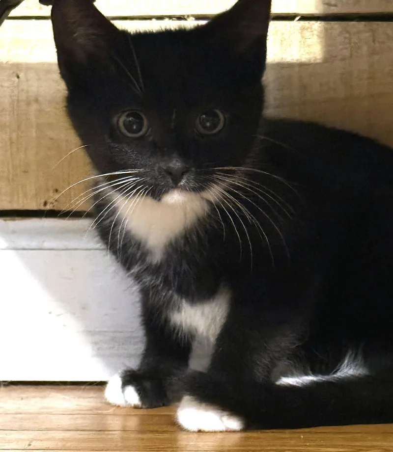 A baby medium-sized female Domestic Short Hair cat named Bean Months for adoption in Sterling, MA