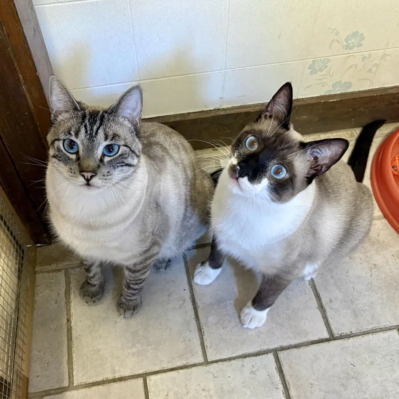 A young medium-sized female Tabby (Gray / Blue / Silver) Domestic Short Hair cat named Salt for adoption in Beacon, NY