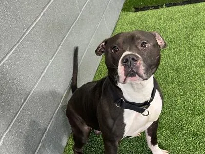 An adult large-sized male Mixed Breed dog named Santos for adoption in West Chester, PA