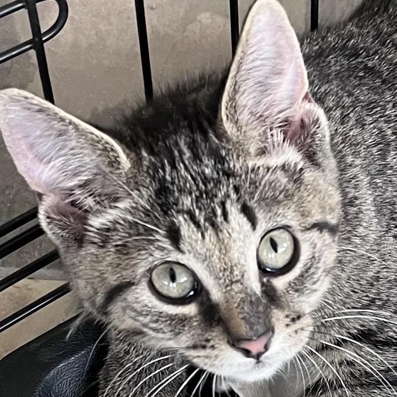 A baby small-sized male Gray / Blue / Silver Domestic Short Hair cat named Bob Ross for adoption in Traverse City, MI