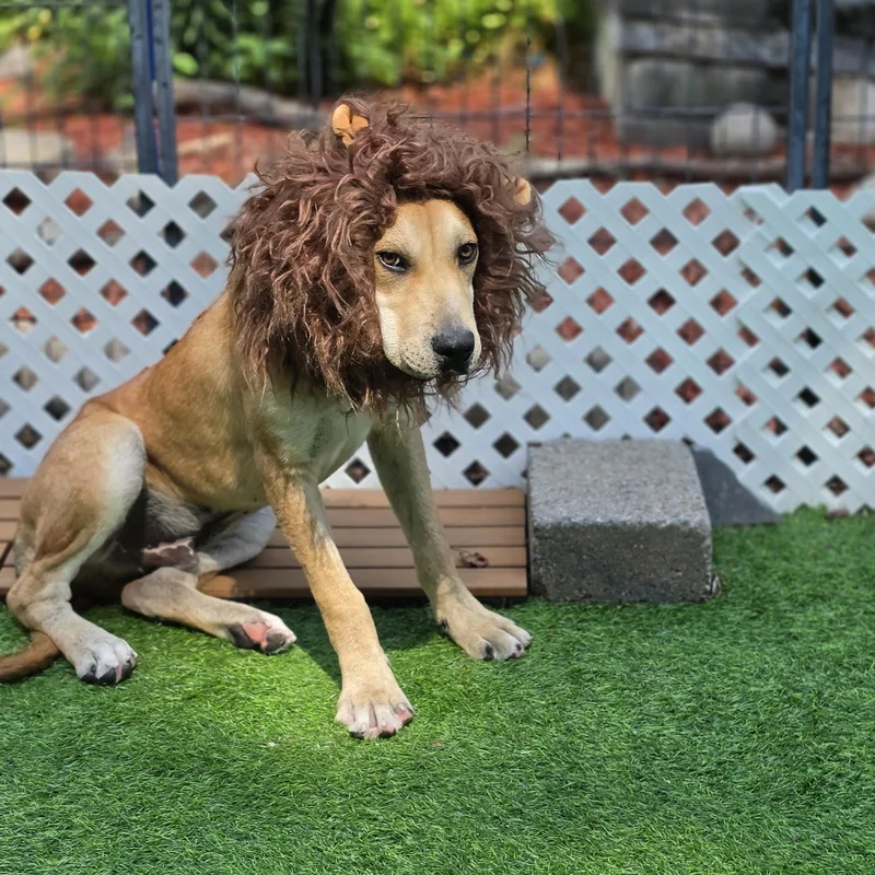 Felix the Lion thumbnail 4