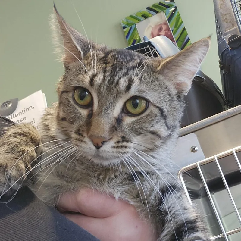A young medium-sized male Brown / Chocolate Domestic Short Hair cat named Mocha for adoption in Columbia Station, OH