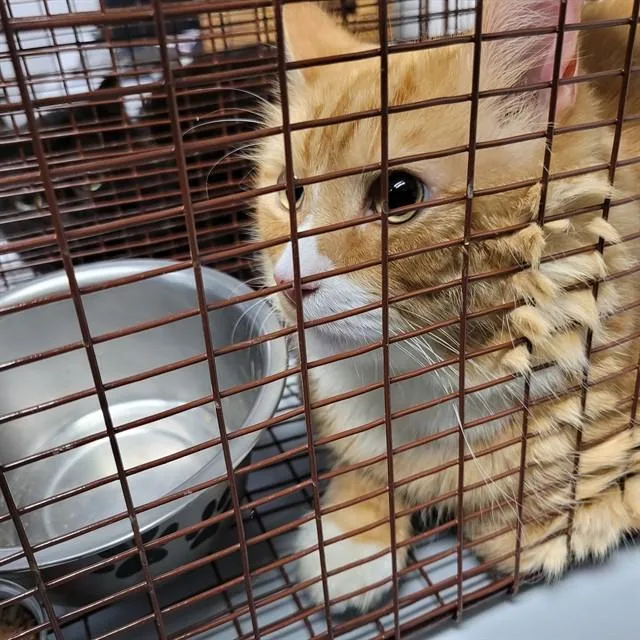An adult small-sized male Domestic Short Hair cat named Garfield for adoption in Saint Cloud, FL