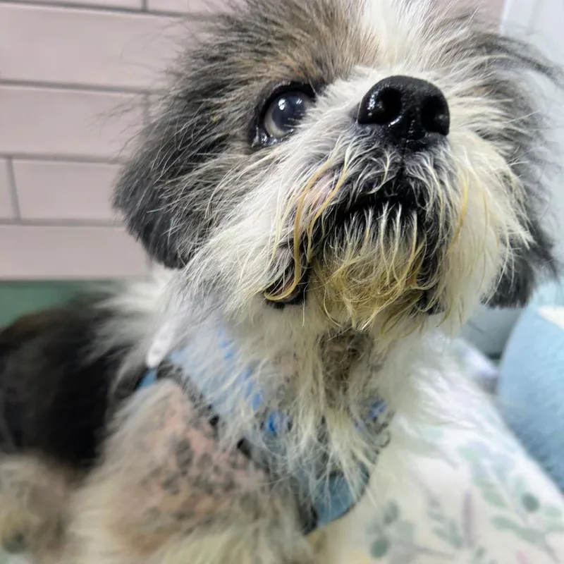 A senior small-sized male Havanese dog named Blue Valley for adoption in San Francisco, CA