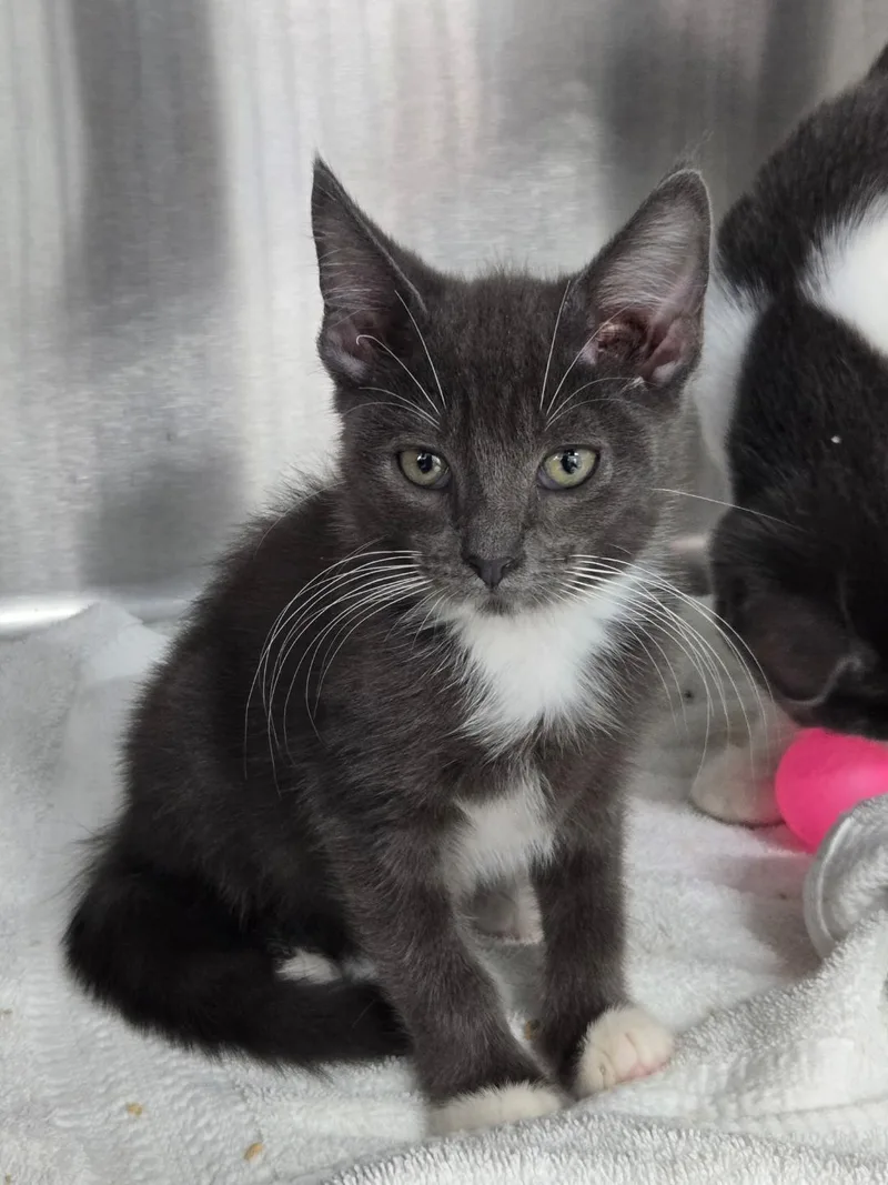 A baby medium-sized male Gray / Blue / Silver Domestic Short Hair cat named Flea for adoption in Mount Vernon, OH