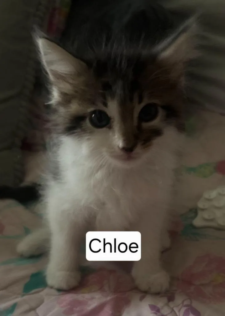 A baby large-sized female Domestic Short Hair cat named Chloe for adoption in San Jacinto, CA
