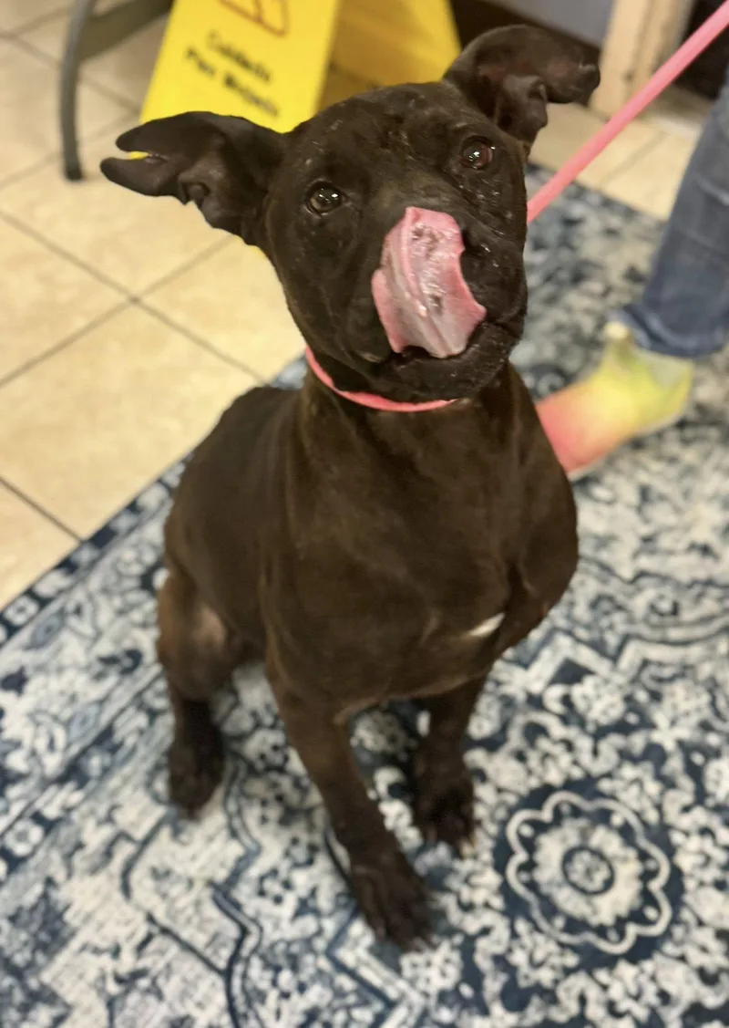 An adult medium-sized male Black American Staffordshire Terrier dog named Butters for adoption in Chesterfield, SC