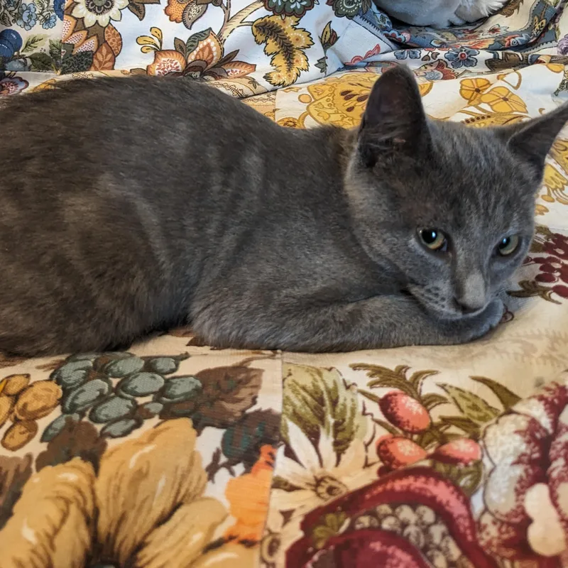A young medium-sized female Gray / Blue / Silver Domestic Short Hair cat named Smaug for adoption in Allegan, MI