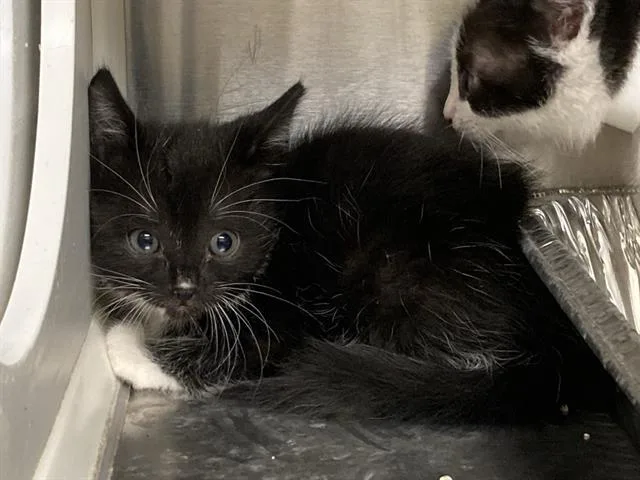A baby small-sized female Domestic Short Hair cat named Marcy for adoption in Tustin, CA