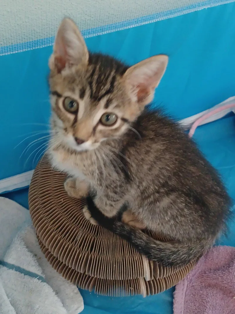 A young medium-sized female Tabby cat named Abby for adoption in Royal Palm Beach, FL