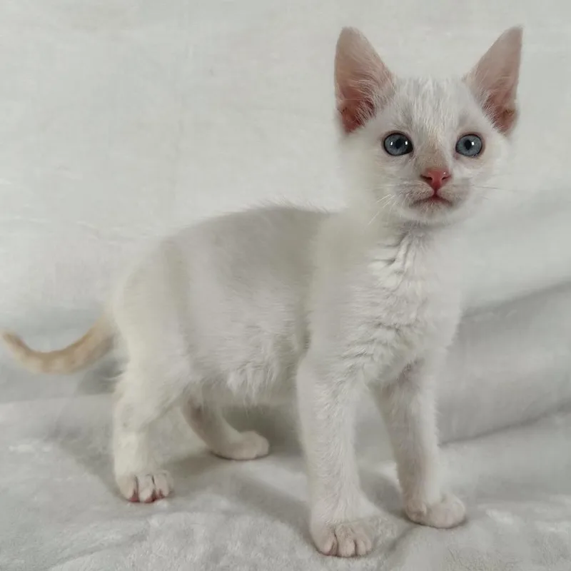 A baby small-sized male White Domestic Short Hair cat named Sprout for adoption in Johnson City, TN