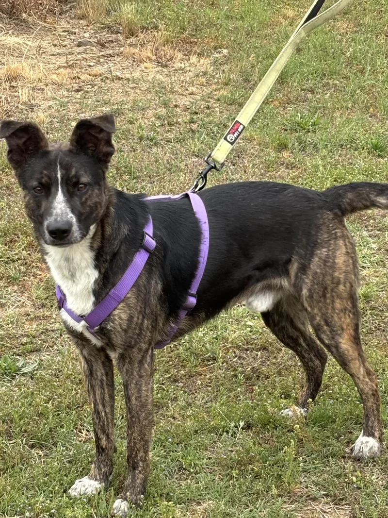 A young medium-sized male Brindle Mixed Breed dog named Junior for adoption in Chicopee, MA