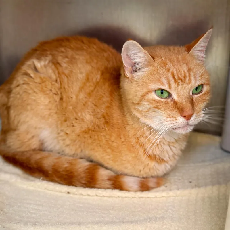 A senior medium-sized male Orange / Red Domestic Short Hair cat named Hawaiian Sunset for adoption in Austin, TX