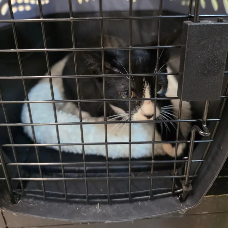 A young medium-sized male Black Domestic Short Hair cat named River for adoption in Mount Juliet, TN