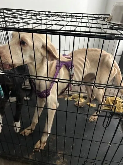 An adult medium-sized female Labrador Retriever dog named Leela for adoption in Savannah, GA