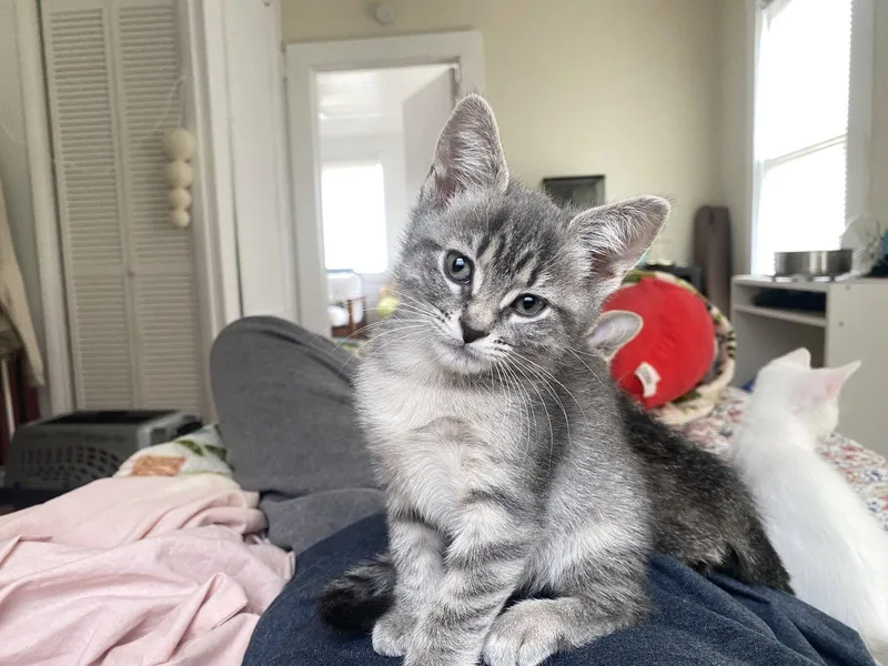 A baby medium-sized female Tabby cat named Auri for adoption in Wesley Chapel, FL