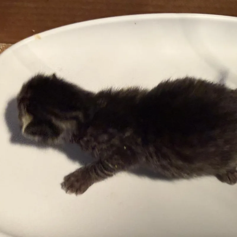 A baby small-sized female Gray / Blue / Silver Domestic Short Hair cat named Obie for adoption in Columbus, NC