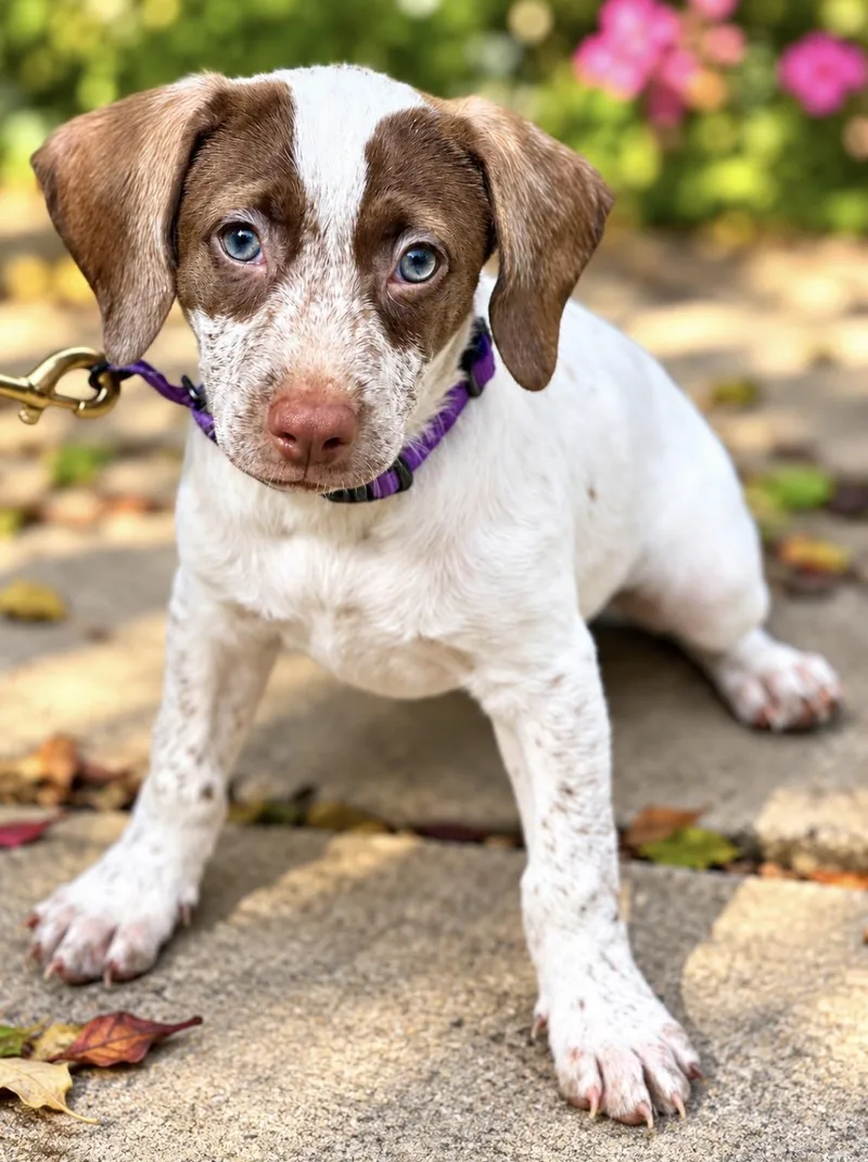 A baby small-sized male Chihuahua dog named Freckles for adoption in Helotes , TX