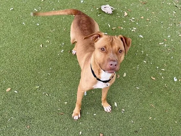 An adult large-sized female Mixed Breed dog named Lyric for adoption in Austin, TX