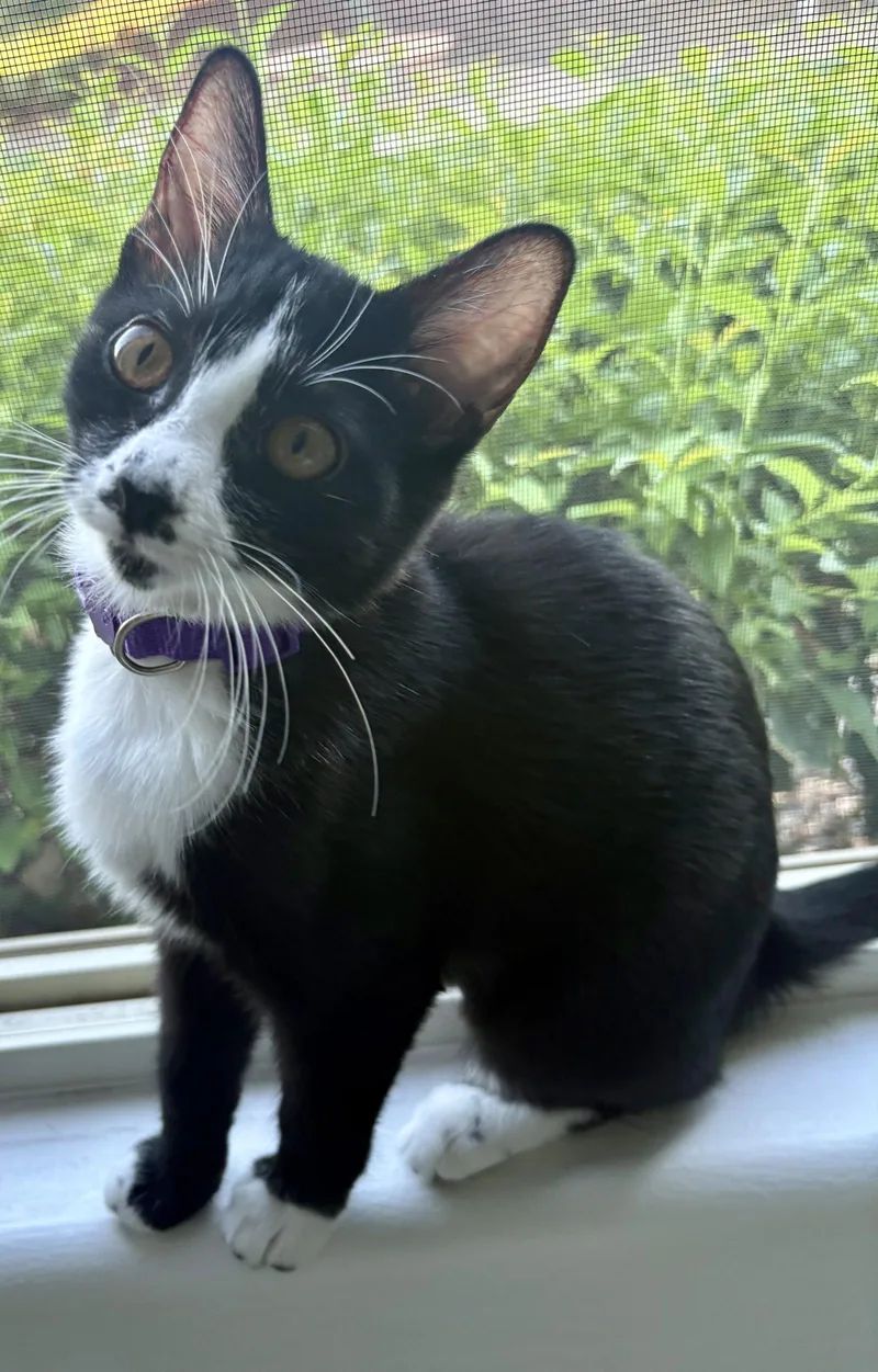 A young medium-sized female Black & White / Tuxedo Domestic Short Hair cat named Sassy Sally for adoption in Chandler, AZ