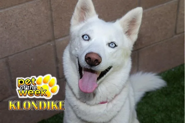 A young medium-sized female White / Cream Siberian Husky dog named Save Me Please Klondike for adoption in San Marcos, CA