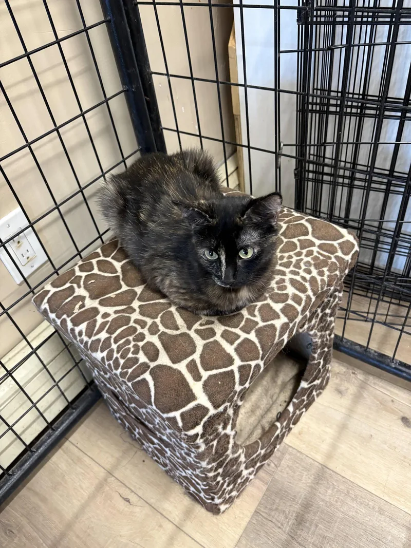 An adult medium-sized female Tortoiseshell cat named Brianna for adoption in Massapequa, NY