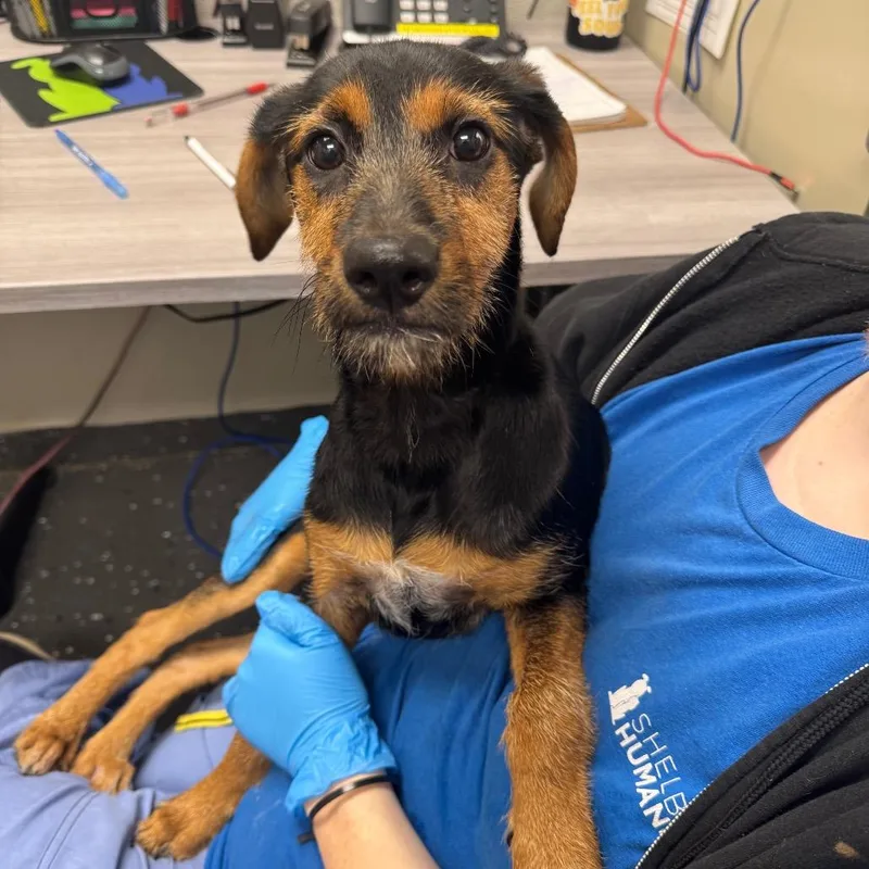 A baby medium-sized female Black Mixed Breed dog named Whitney for adoption in Columbiana, AL