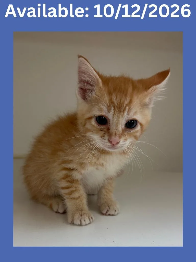 A baby medium-sized male Domestic Short Hair cat named Cat Condo for adoption in Greenville, TX