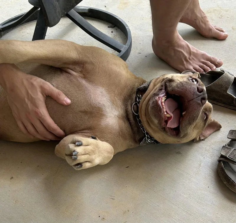 An adult large-sized male Terrier dog named Bubbalane for adoption in St. Louis, MO