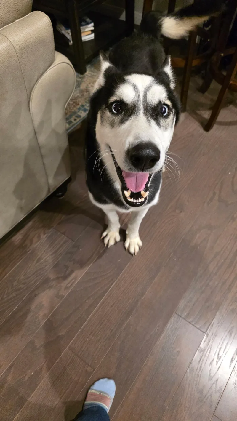 An adult large-sized male Siberian Husky dog named Smokey for adoption in Sumter, SC