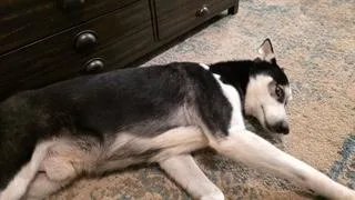 Smokey thumbnail 2