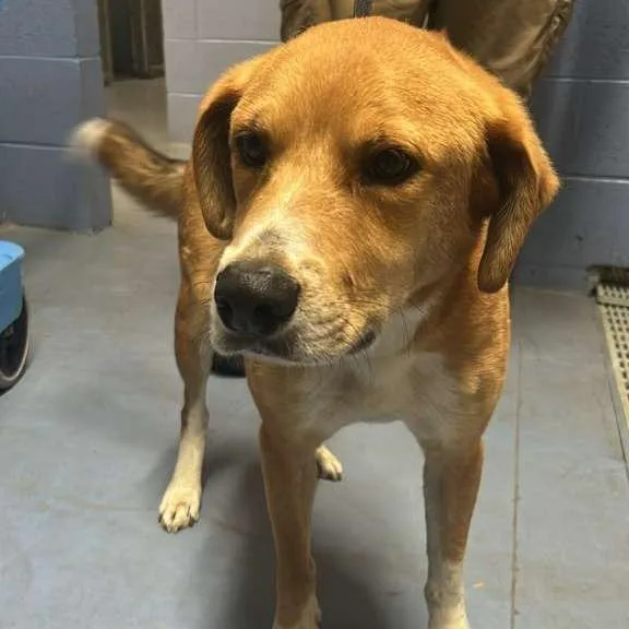 An adult medium-sized male Yellow / Tan / Blond / Fawn Mixed Breed dog named Bob for adoption in Gadsden, AL