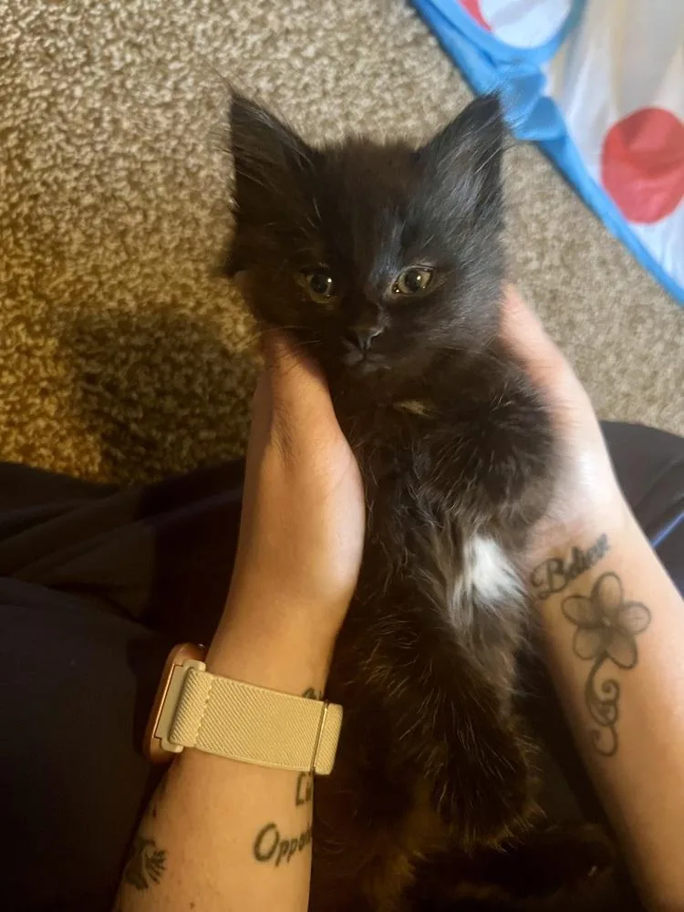 A baby medium-sized female Black Domestic Long Hair cat named Opal for adoption in Clinton Township, MI