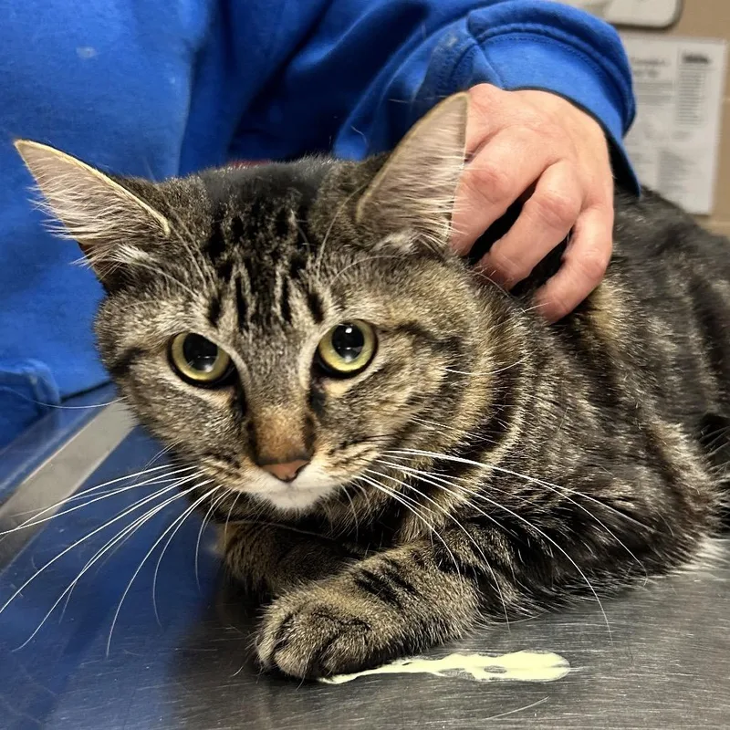 An adult large-sized female Black Domestic Short Hair cat named Binxy for adoption in Newport, NC
